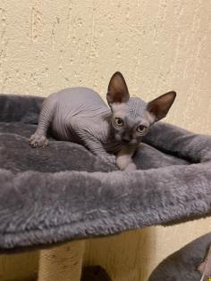 Sphinx-Elf Babykatzen
