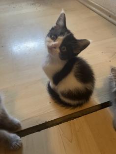 Perser-Maine Coon Mix