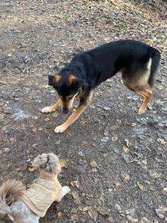 Herausforderung Liebesbedürftiger Schäferhund-Mischling abzugeben