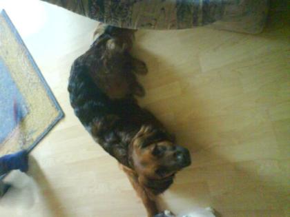 Süßer und lieber Hund sucht ein liebes Zuhause