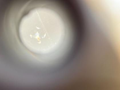 Berghia berghia stephanieae