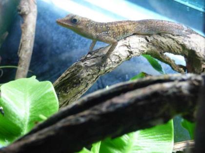 Anolis Oculatus Montanus