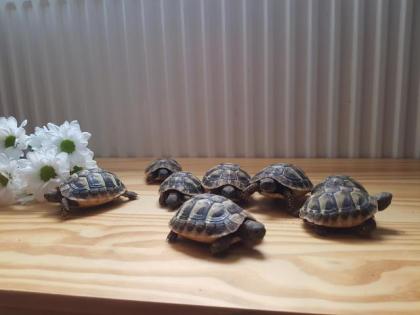 Nachzucht Griechische Landschildkröten testudo hermanni hermanni mit Cites