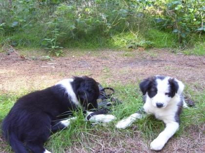 Reinrassige Bordercollie welpen abzugeben