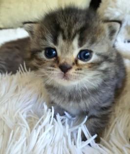 Süsse reinrassige Bkh Kitten