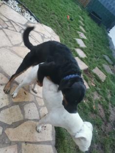 Ich bin Lucky ein Labrador-Boxer Mix Boxerdor sucht Hündin für gemeinsames Baby machen Deckrüde