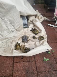 8 Landschildkröten abzugeben