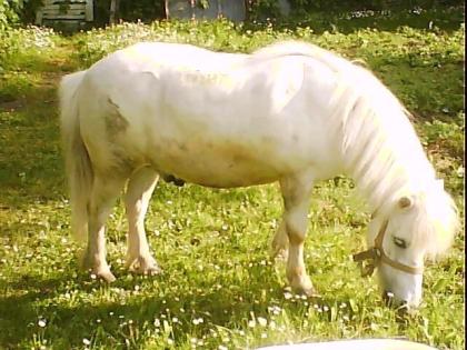 Verkaufe Pony