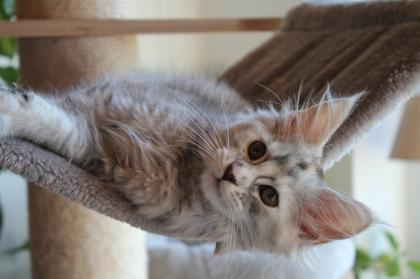 Maine Coon Kitten black silver torbie und red silver sehr hell mit Stammbaum