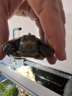 Wasserschildkröte Mississippi Höckerschildkröte