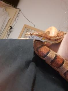 2 kornnattern inkl Terrarium und Zubehör