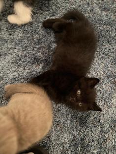 Bkh kitten reinrassig