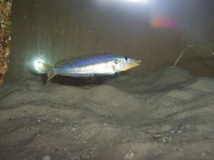 Enantiopus sp. Kilesa