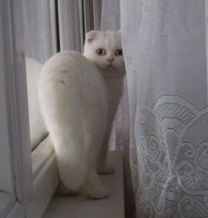 British kurzhar BKH katzen babys