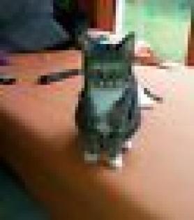 Verschenke 2 supersüße Katzen