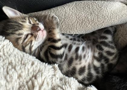 Bengalen aus liebevoller Zucht mit TICA-Stammbaum melanistic und brown spotted