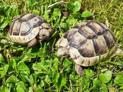 Breitrand Schildkröten NZ 2021
