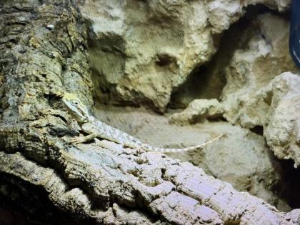 1. 0 Pogona henrylawsoni zu verschenken
