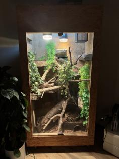 Verkaufe Kornnatter Terrarium falls benötigt