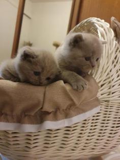 Kitten BKH lilac