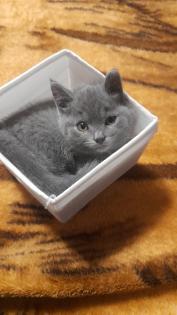 Britisch kurzhaar beby kitten 4 monate