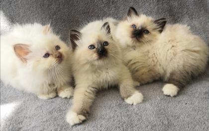 Heilige Birma Kitten suchen ein neues Zuhause