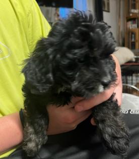 CAVALIER KING CHARLES PUDEL WELPEN