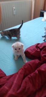 Scottish Fold Mix Babys