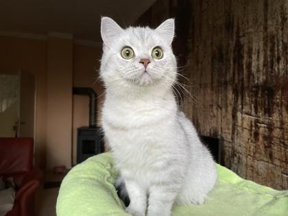 BKH-SRS Silver und tabby, Chocolate und Cinnamon
