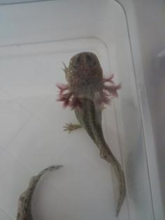 Axolotl Nachzucht abzugeben