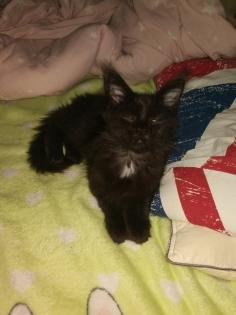 Maine Coon Kitten Weiblich