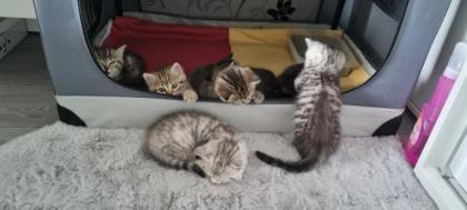 BKH Kitten