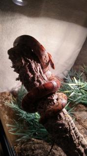 2 kornnattern inkl Terrarium und Zubehör
