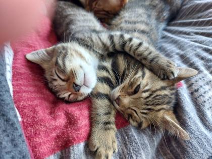 Maine coon/ bengal mix kitten