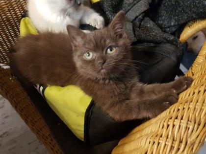 BKH Kitten Britisch Kurzhaar