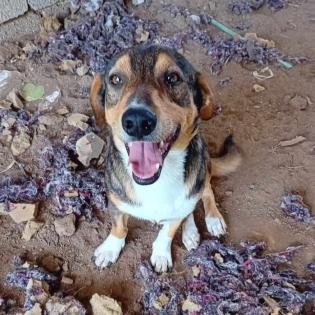 Alfred / Status sucht ein Zuhause