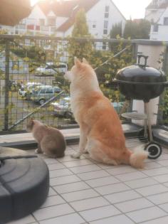 Japanische Akita inu