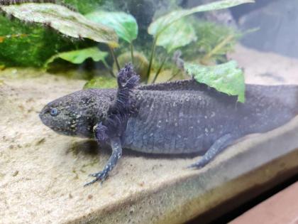 7 Axolotl abzugeben wildling copper weisling
