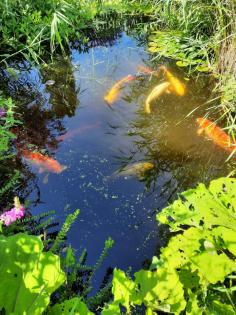 9 große Koi-Karpfen