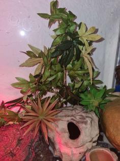 3 Leopardengeckos mit komplettset Terrarium.