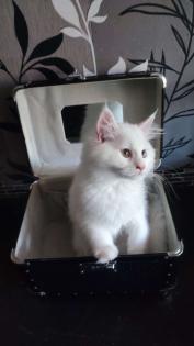 Maine Coon Kitten in Schneeweiß