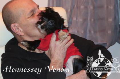 Chinese Crested Puppies