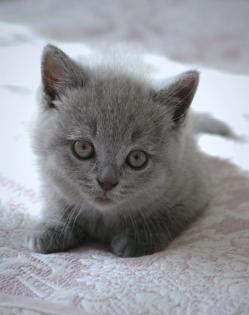 Wunderschöne BKH Kitten in der Farbe Blue Lilac