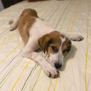 Angela / Status sucht ein Zuhause