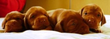 Magyar Vizsla