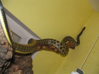 2. 1 taiwan schönnattern, orthriophis taeniurus frisei zu verkaufen