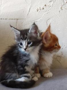 Maine Coon Kitten mit Stammbaum suchen einen neuen Kuschelplatz
