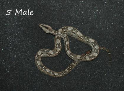 Bci Tarahumara/Mexico Zwergboa 05/21