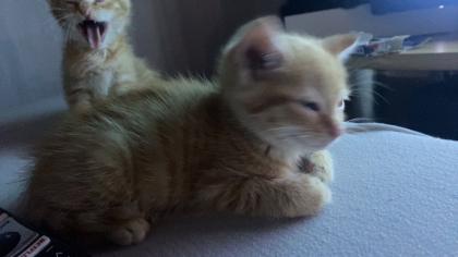 4 süße Katzen suchen ein neues Zuhause