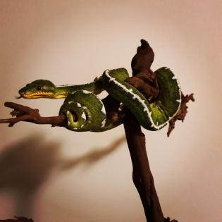 Suche nach Corallus batesii